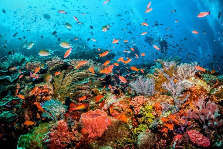 Los arrecifes de coral de Indonesia