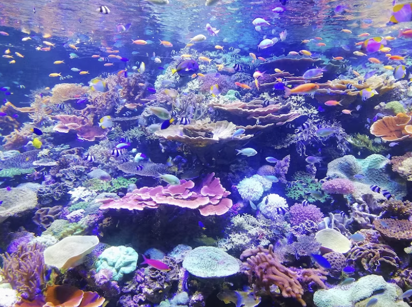 the underwater world