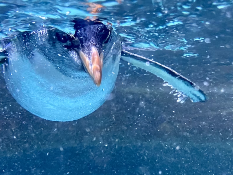 penguin swimming