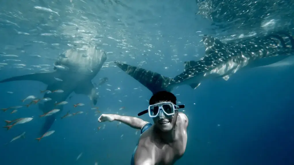 a diver exploring the sea