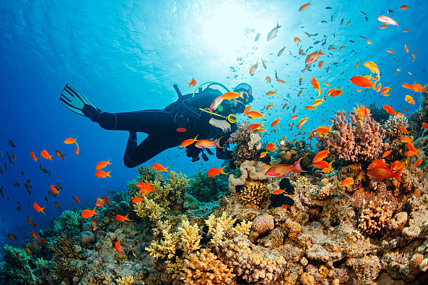 Free Diving vs. Scuba Diving