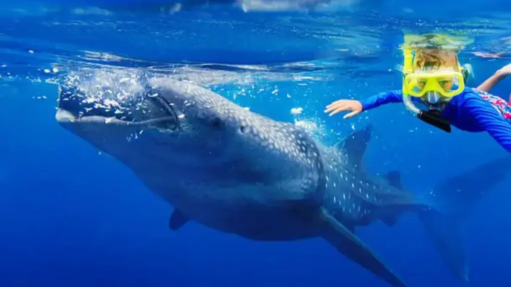 a boy is free diving