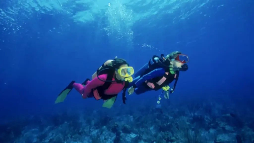 two persons diving in the sea