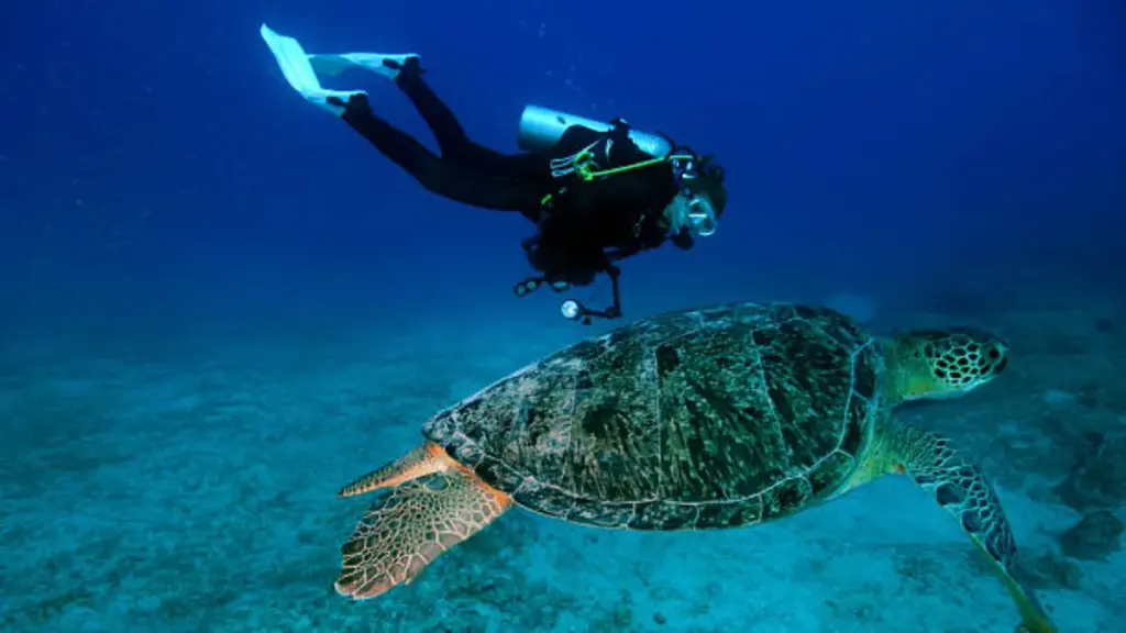 green-turtle-with-diver-underwater