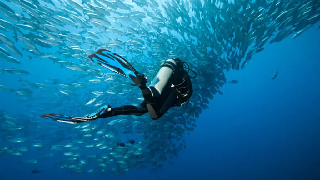 trevally-and-diver