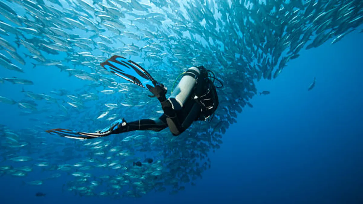 trevally-and-diver